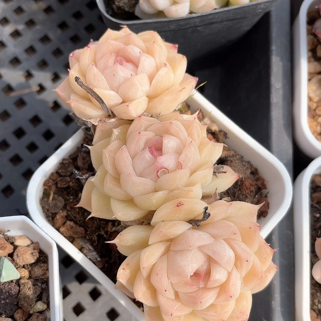 优选5号女王982福利