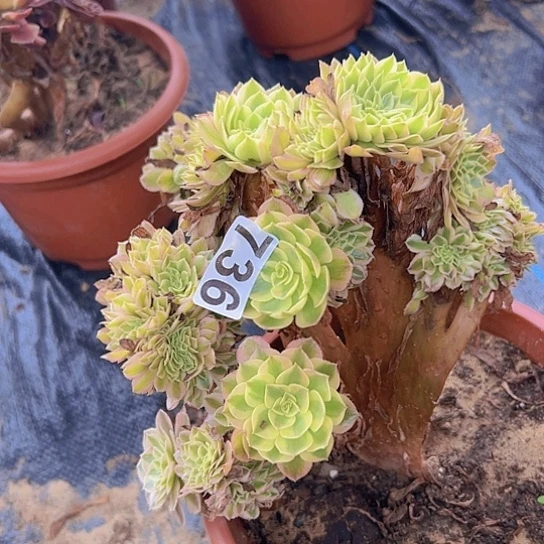 小****多肉植物一个法师