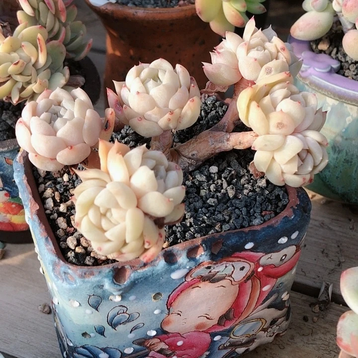 【闪购商品】@****sunday纯爱