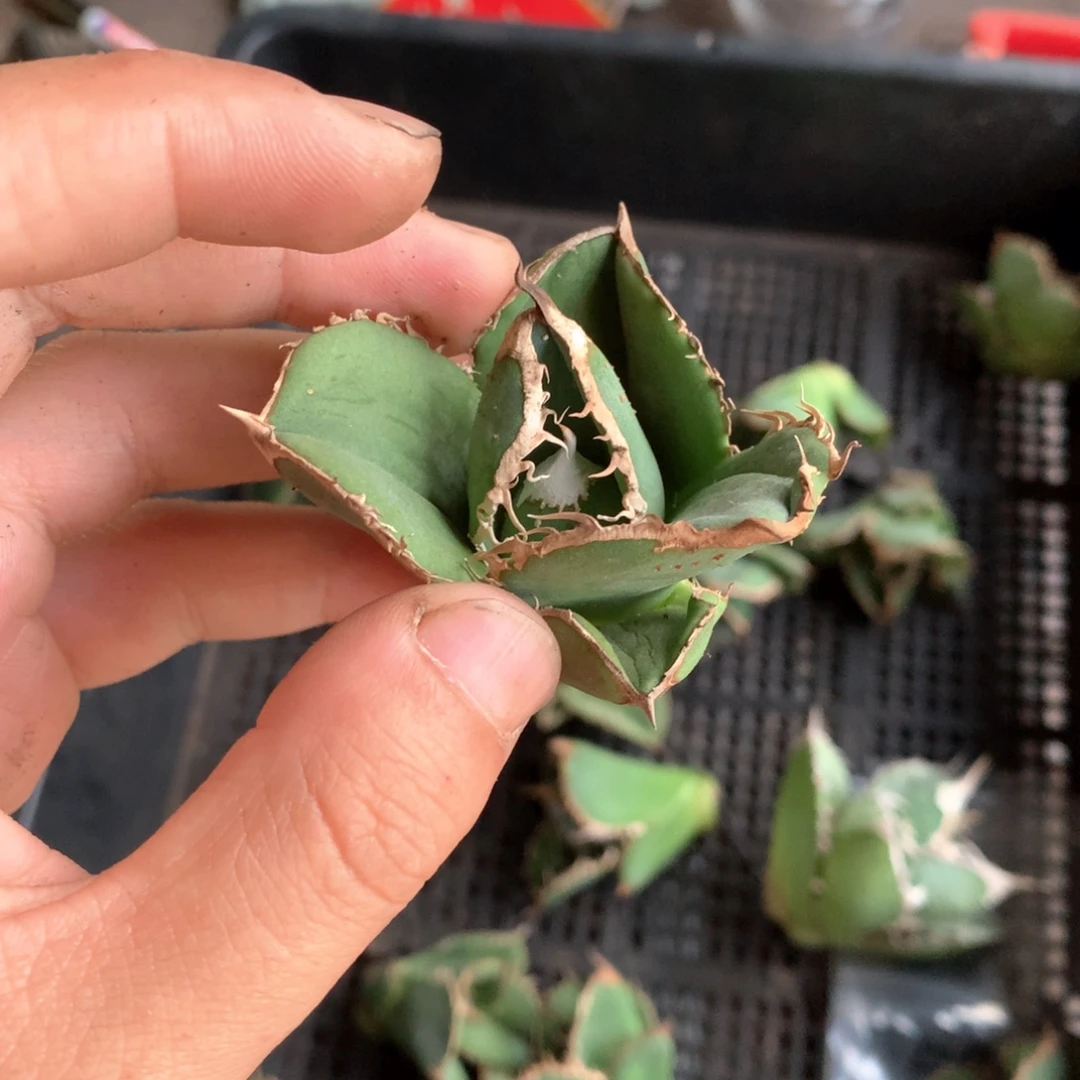 ****t龙舌兰仁王冠蚩尤顶芽