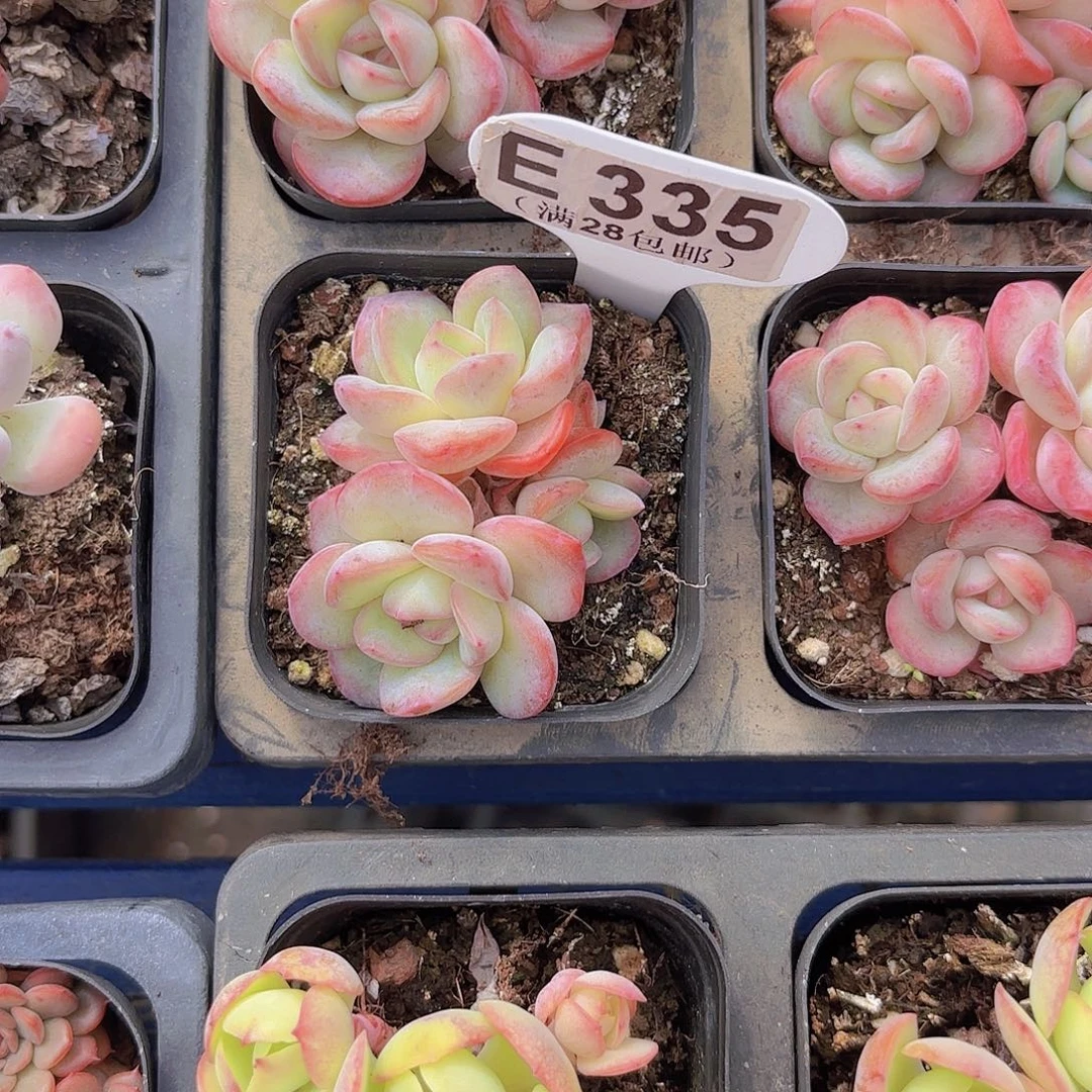 E335泡芙一物一拍