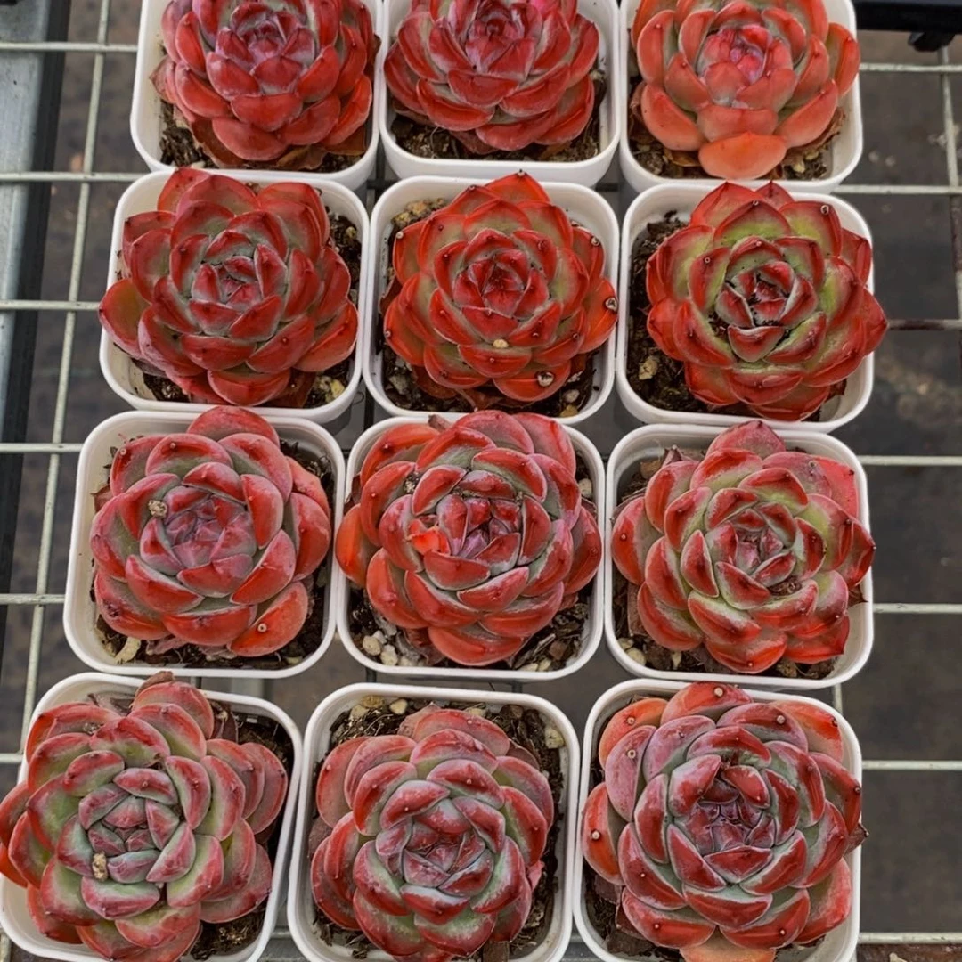 74-全状态草莓杏仁单头一个