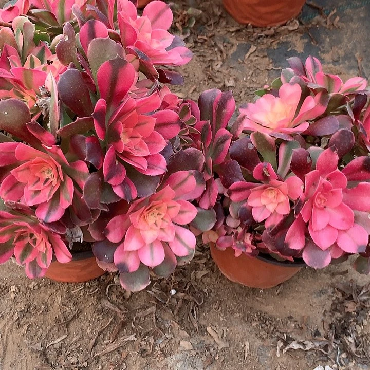 多肉植物香妃两颗88