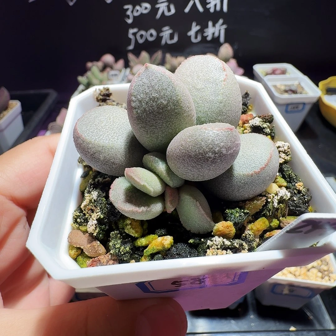 实生水泡，带盆发货，满38包邮，植物售出不退不换
