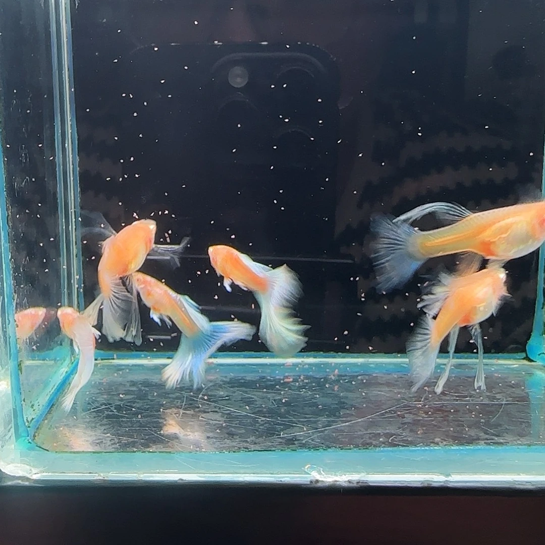 孔雀鱼蓝白灯笼绣球3对带胎