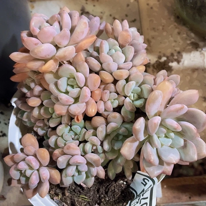 白鹭07115多肉植物