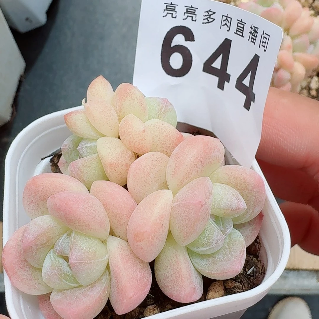 糖心冰玉群生          开播福利