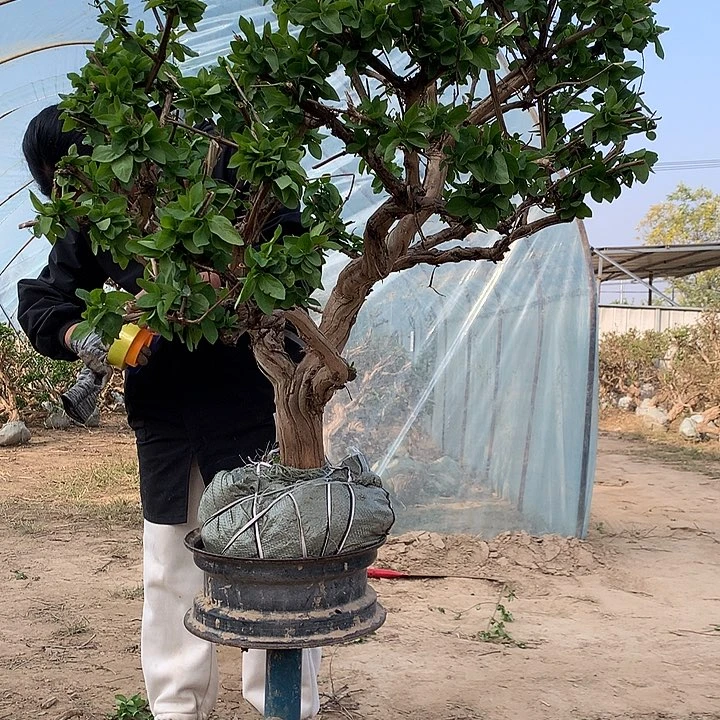 全部花朵金银花2456548654224555988