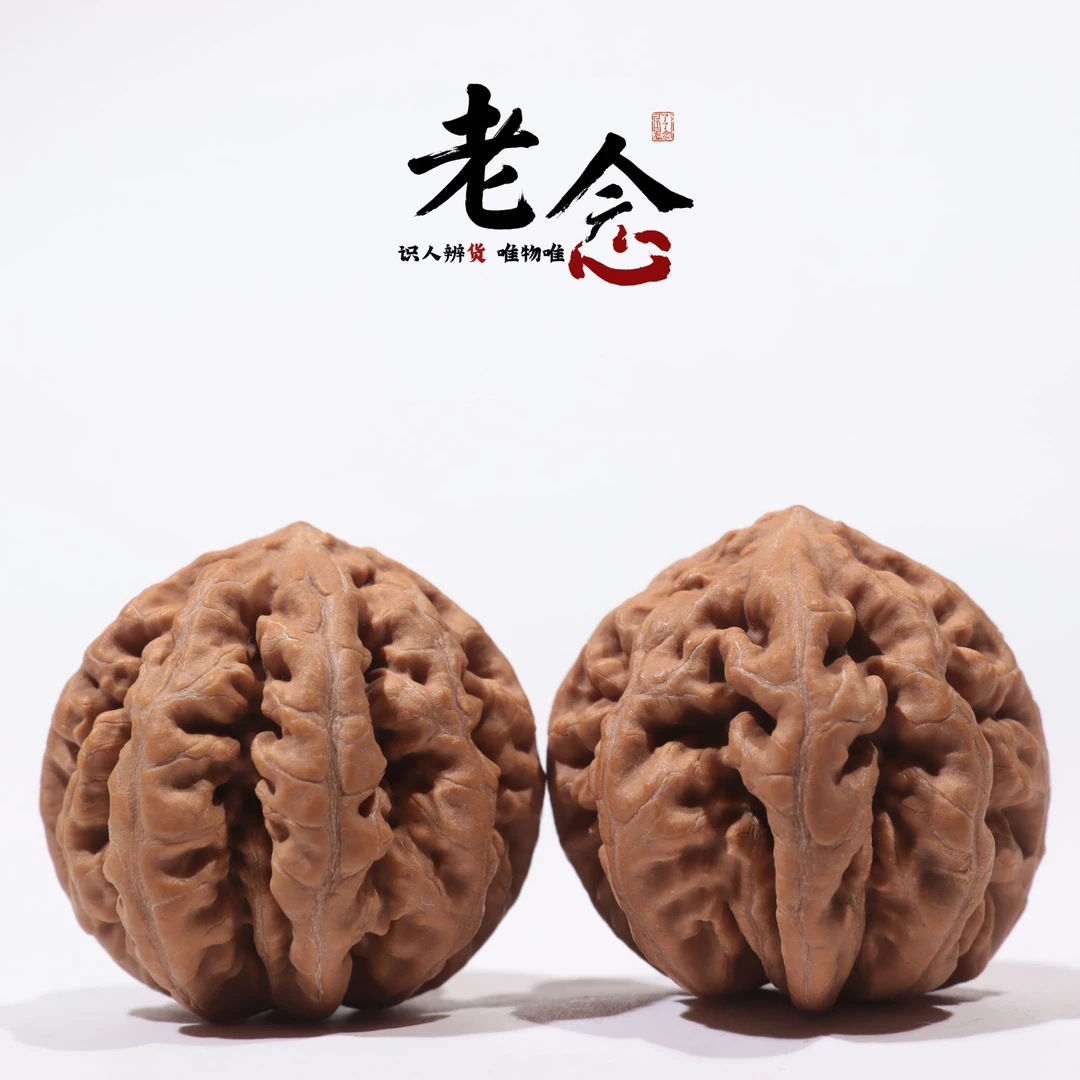 八爪金龙 · 36-38-35 一物一图 文玩好物