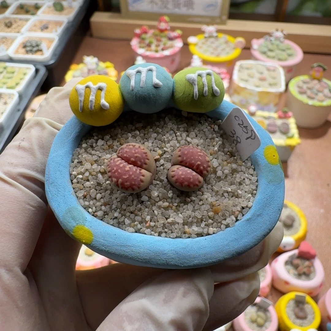 n***菜1128-032连盆带花饼干