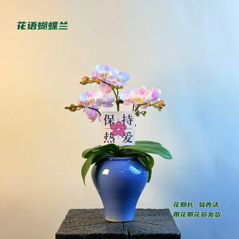 蝴蝶兰【天使】 带花带花苞发货 室内客厅阳台花卉 好养易活
