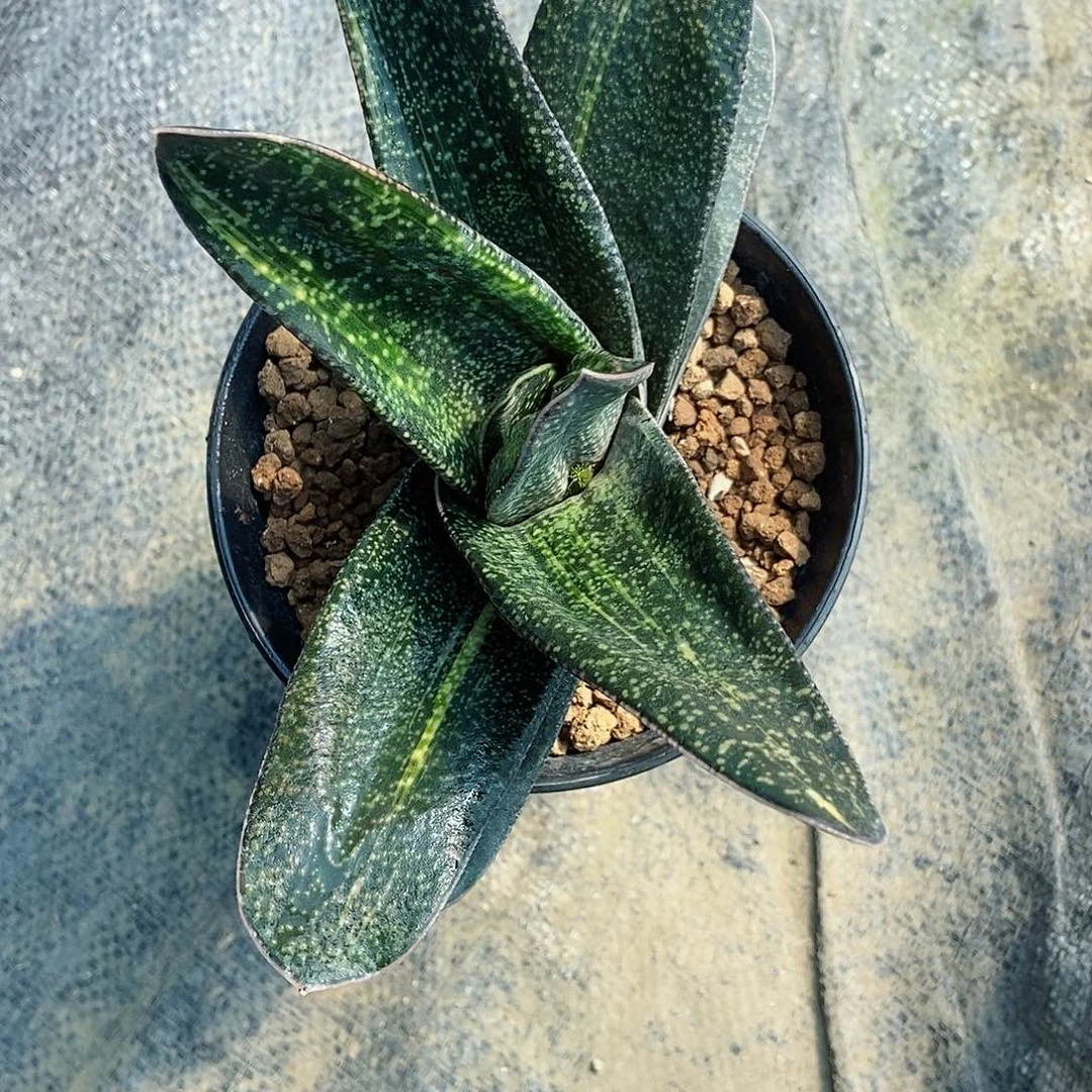 用****8666666卧牛实生转带盆发货