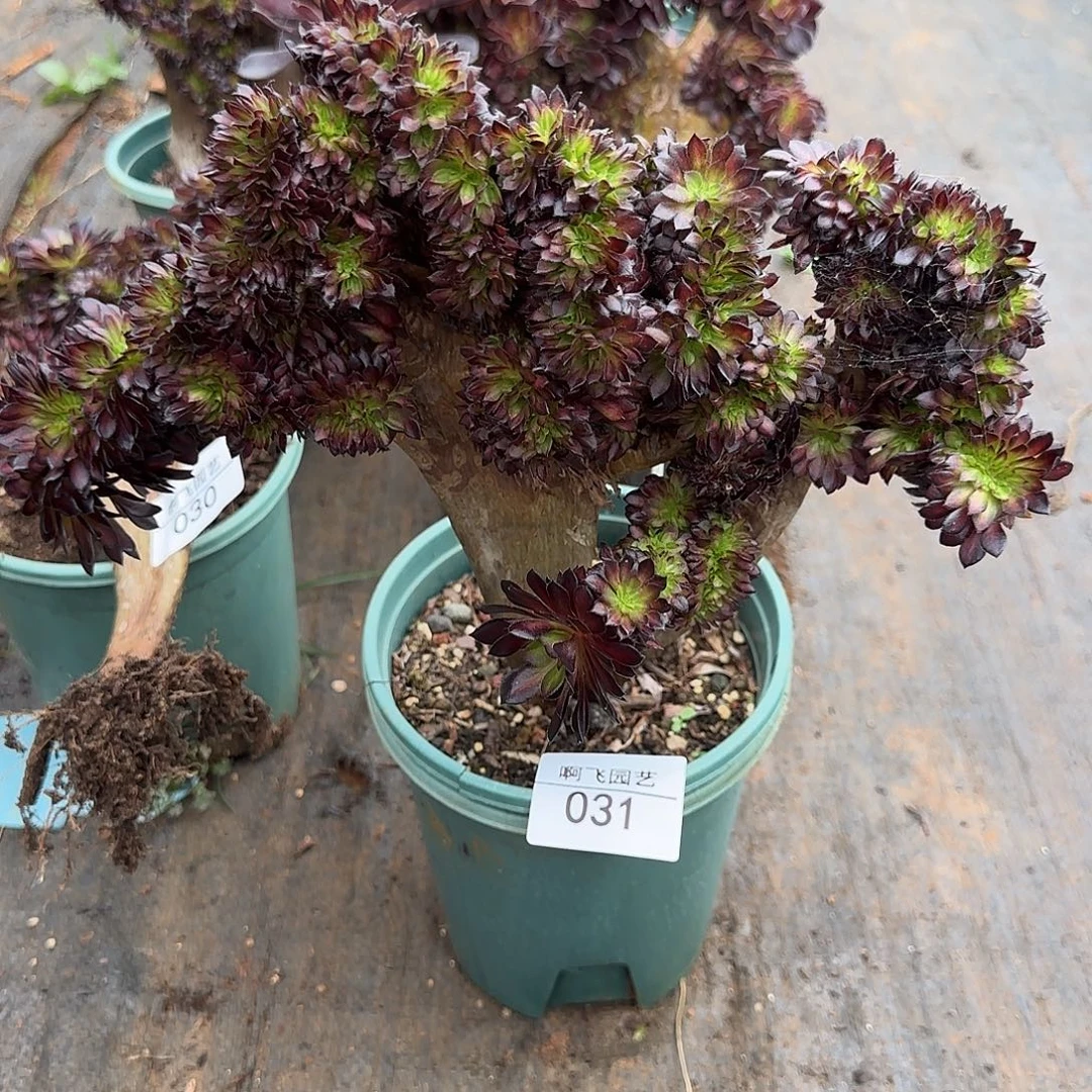 031多肉 墨颜缀法师 微瑕