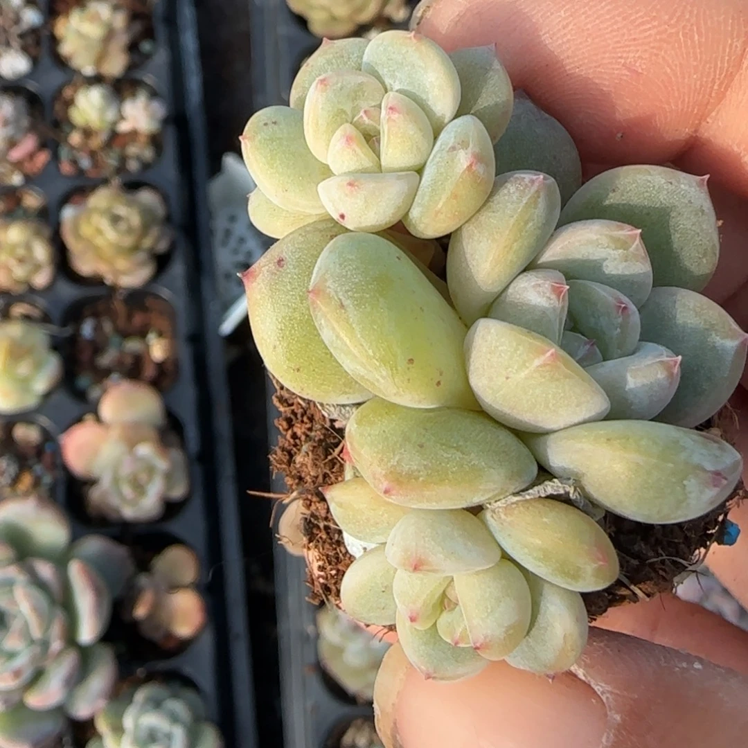 小卡拉米糖心一物一拍