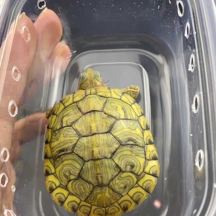 巴西彩龟母666666