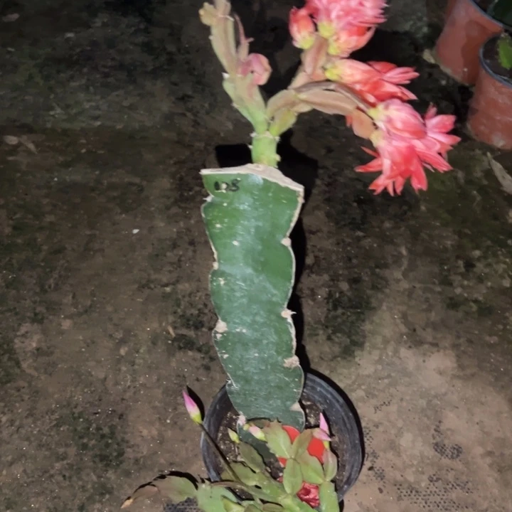 我****当前无花栽培后可以开花035枝条