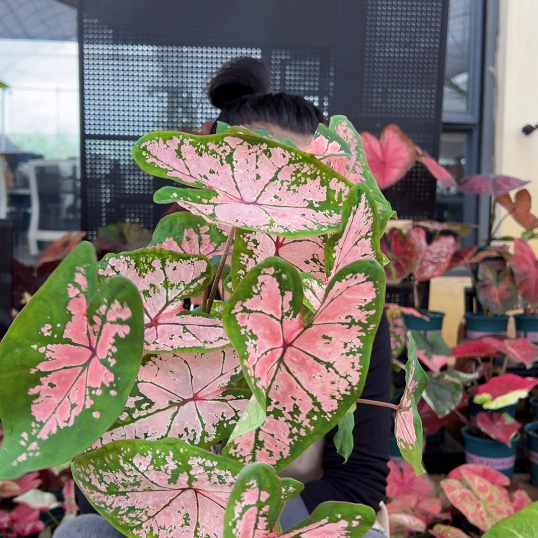无花朵0016粉色飞溅