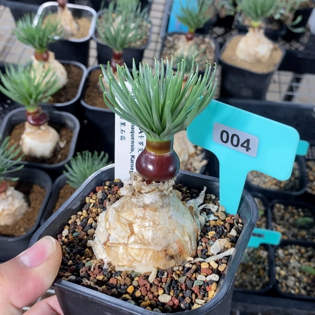 Gn弹簧草产地多肉植物