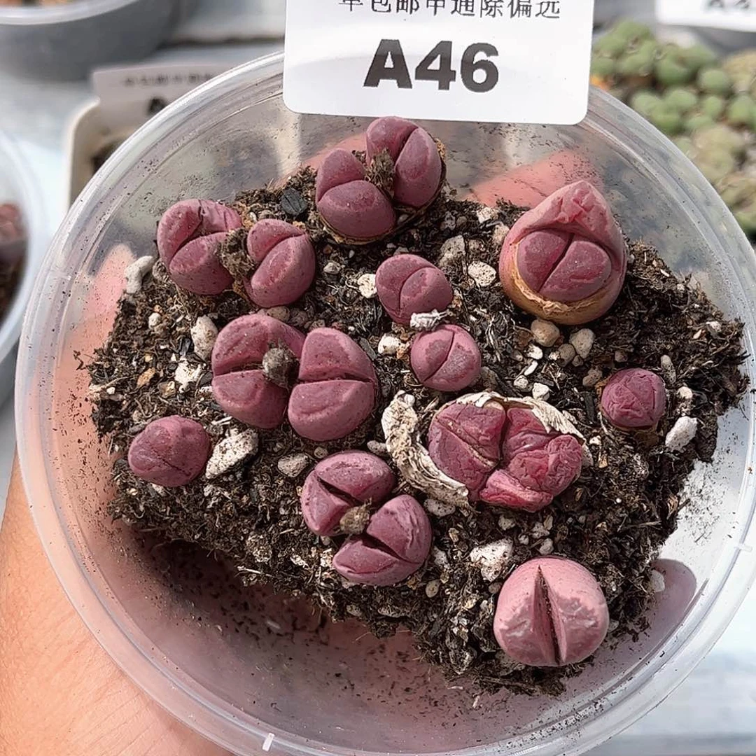 1111–番杏福利a46