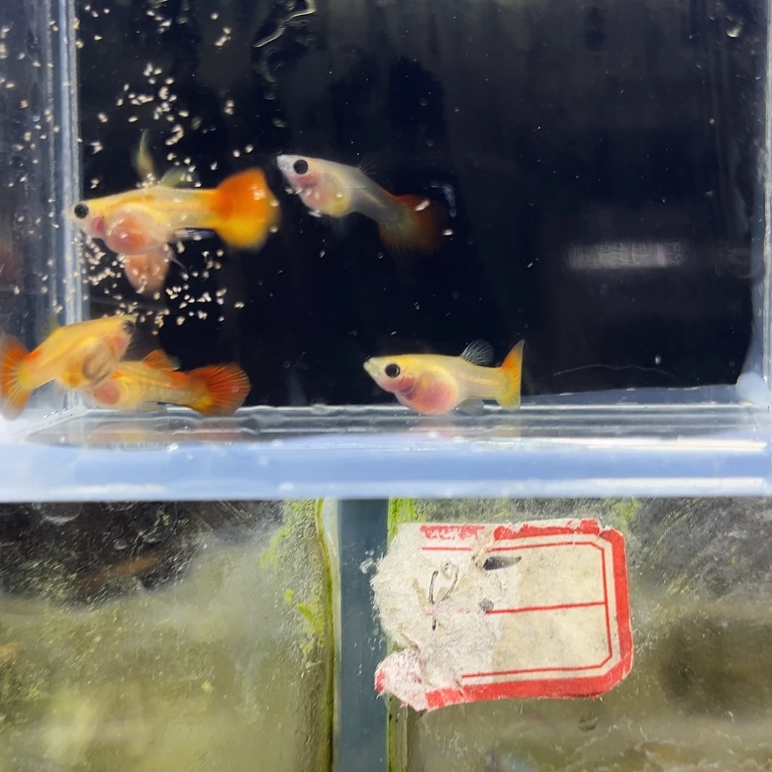 孔雀鱼琉璃6条玻璃猫