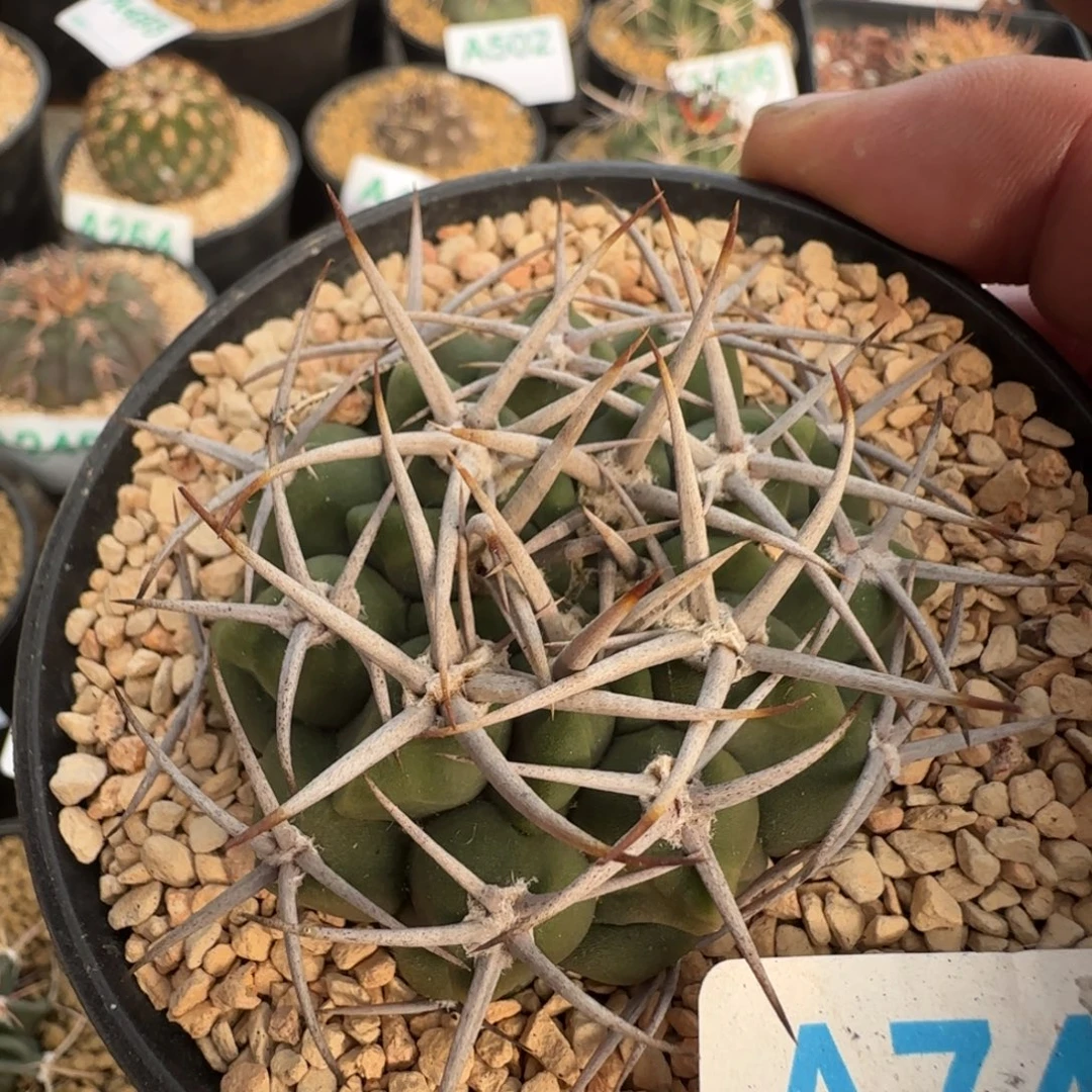 碧言玉 实生仙人球743