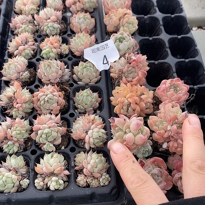 4 多肉植物盆栽花卉植物