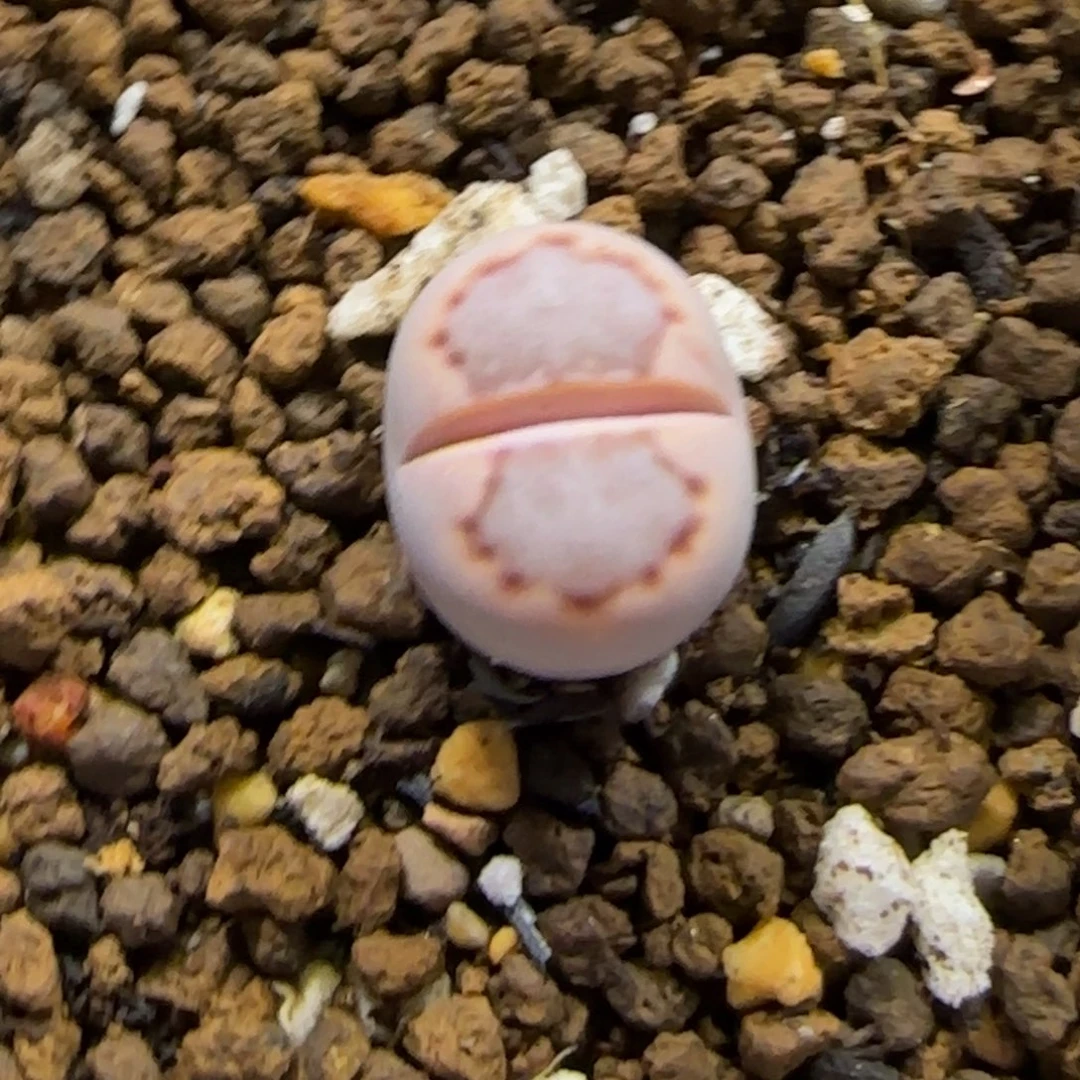 12.18。     c24饼干。   2042