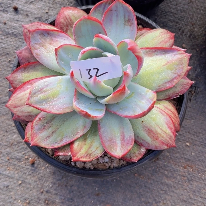 132。
