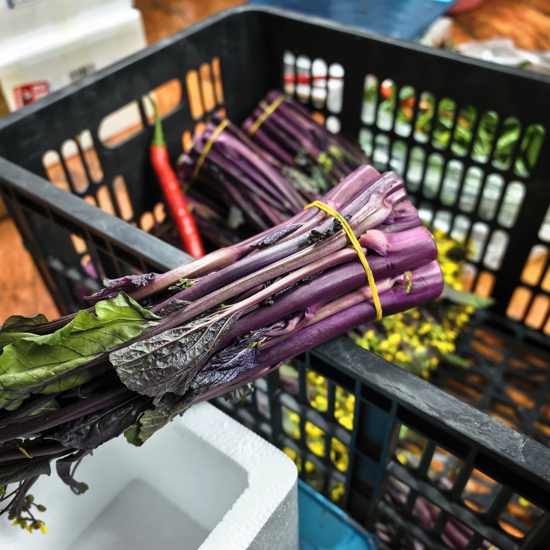 贵州赫章露天种植菜苔红菜苔坏了包赔