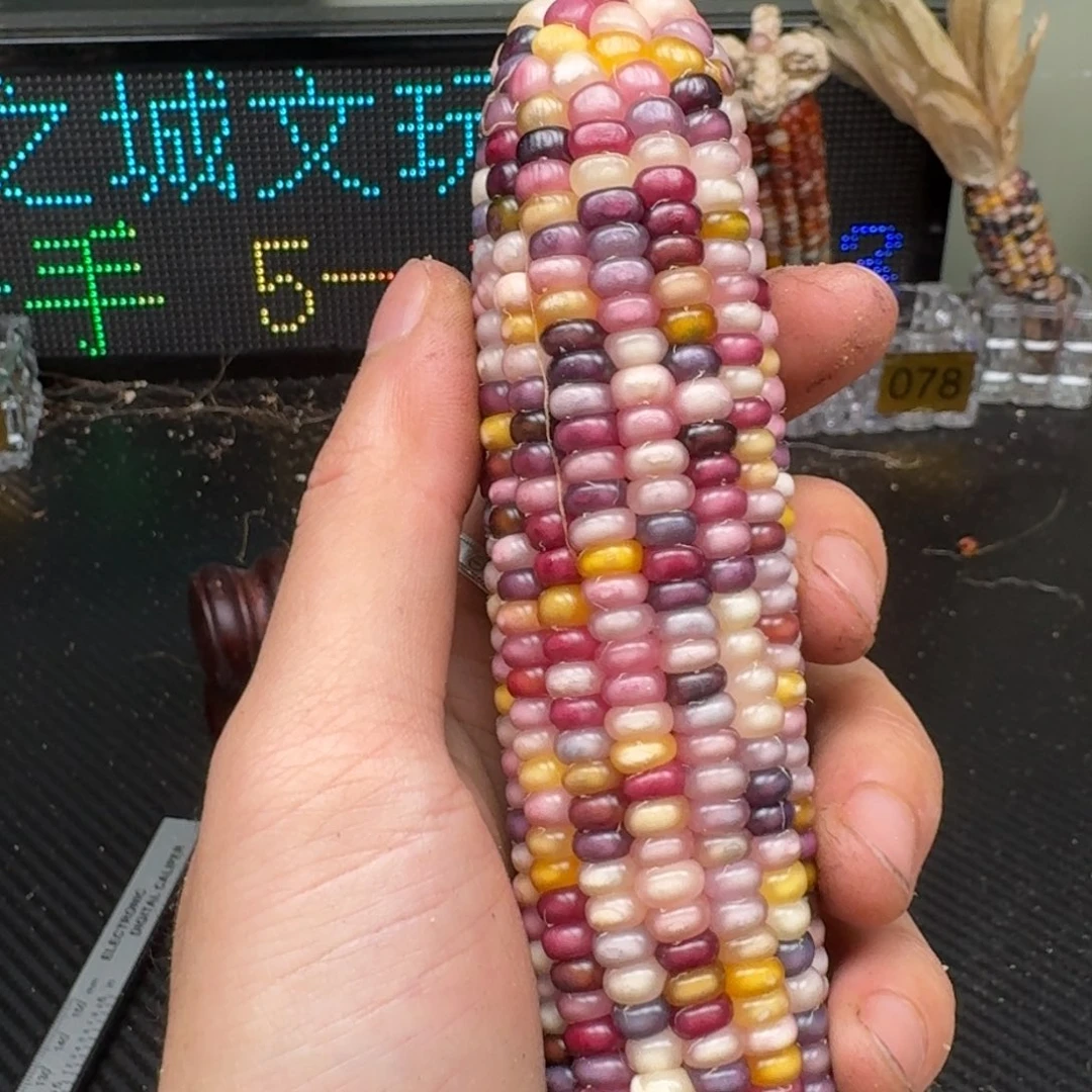 柏香籽/百香籽吊坠美*