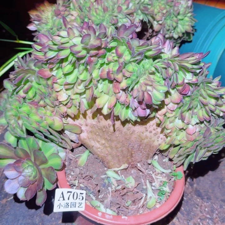 705 抹茶缀化多肉植物满28包邮