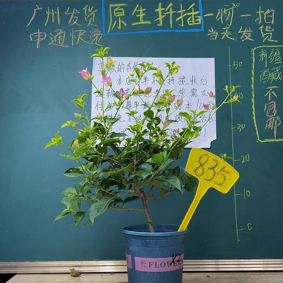 当前无花栽培后可以开花 福利  大冠幅 雪紫  835
