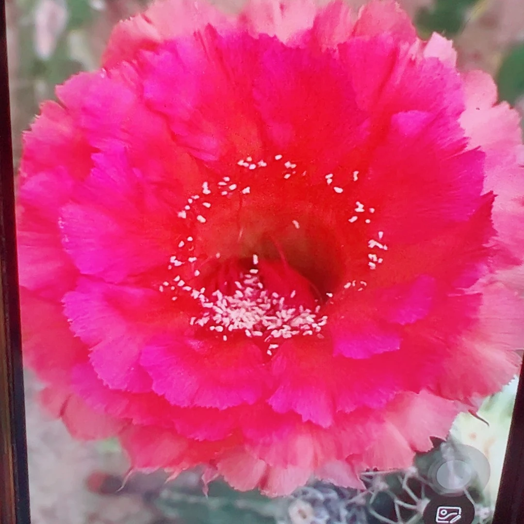 彩草 血可可 侧芽 满20包邮