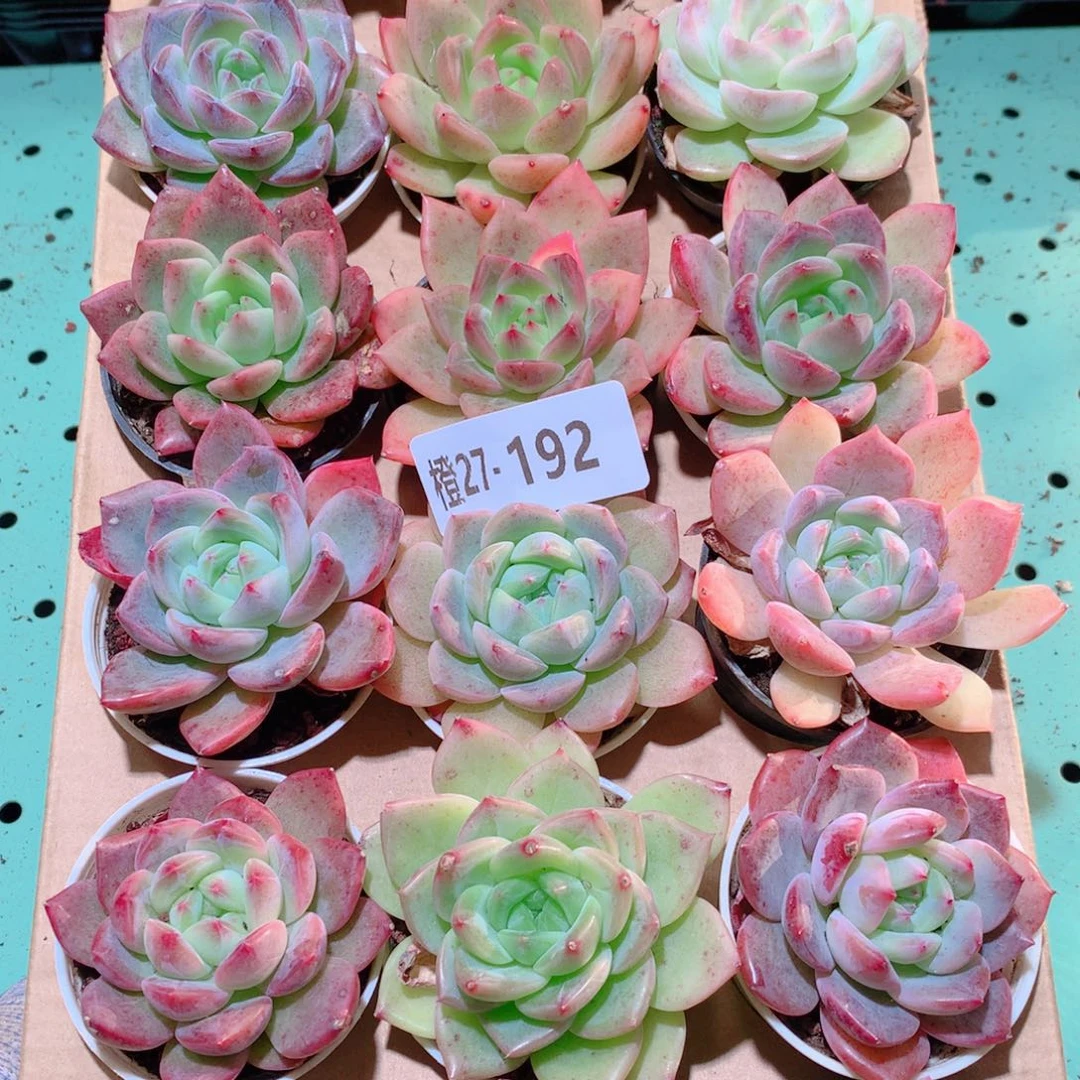 27-192一物一拍多肉带盆18颗
