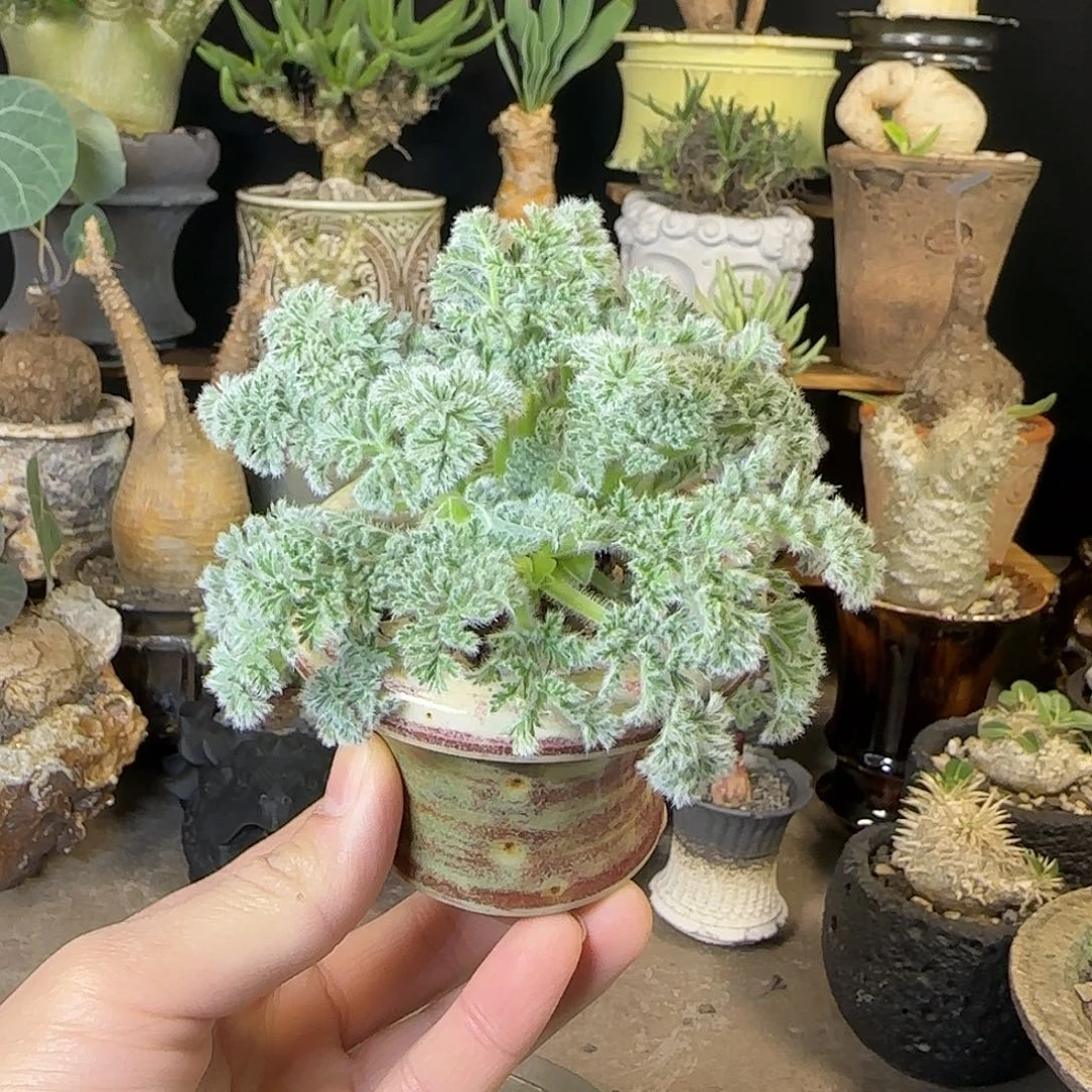 一物一拍羽叶洋葵98