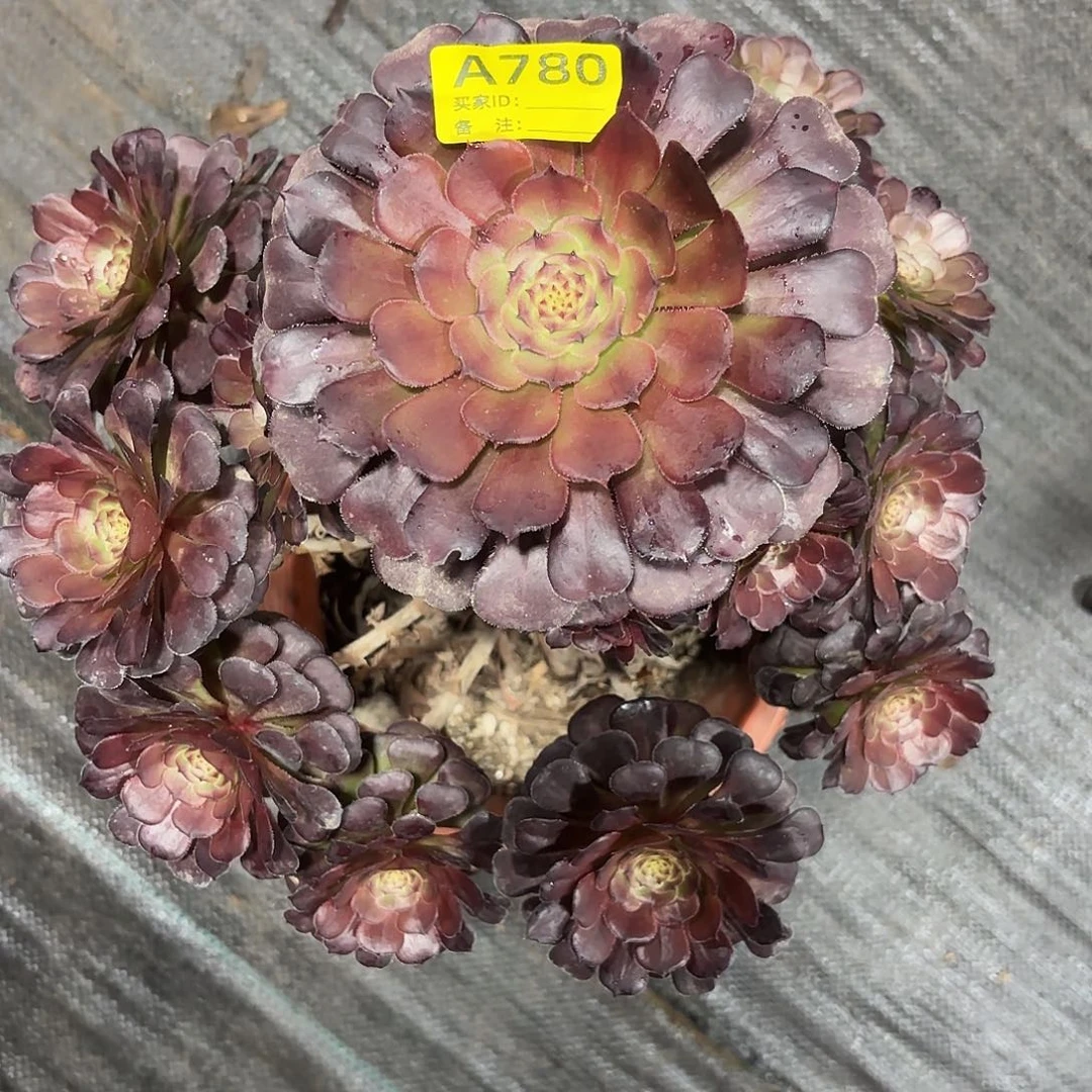 黑萝莉法师多肉植物780