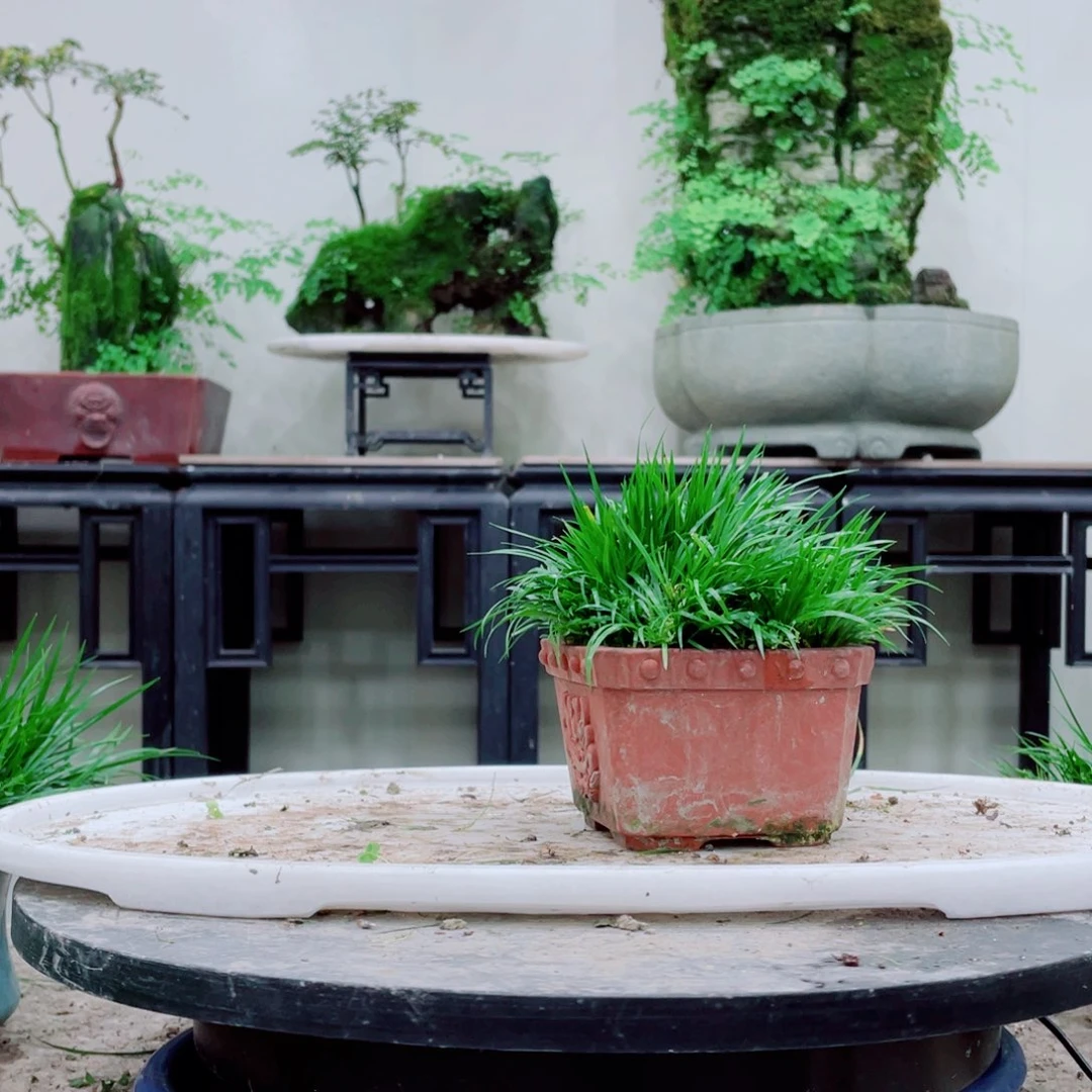 无铅玻璃铭*铁线蕨等植物的生长发育和生长