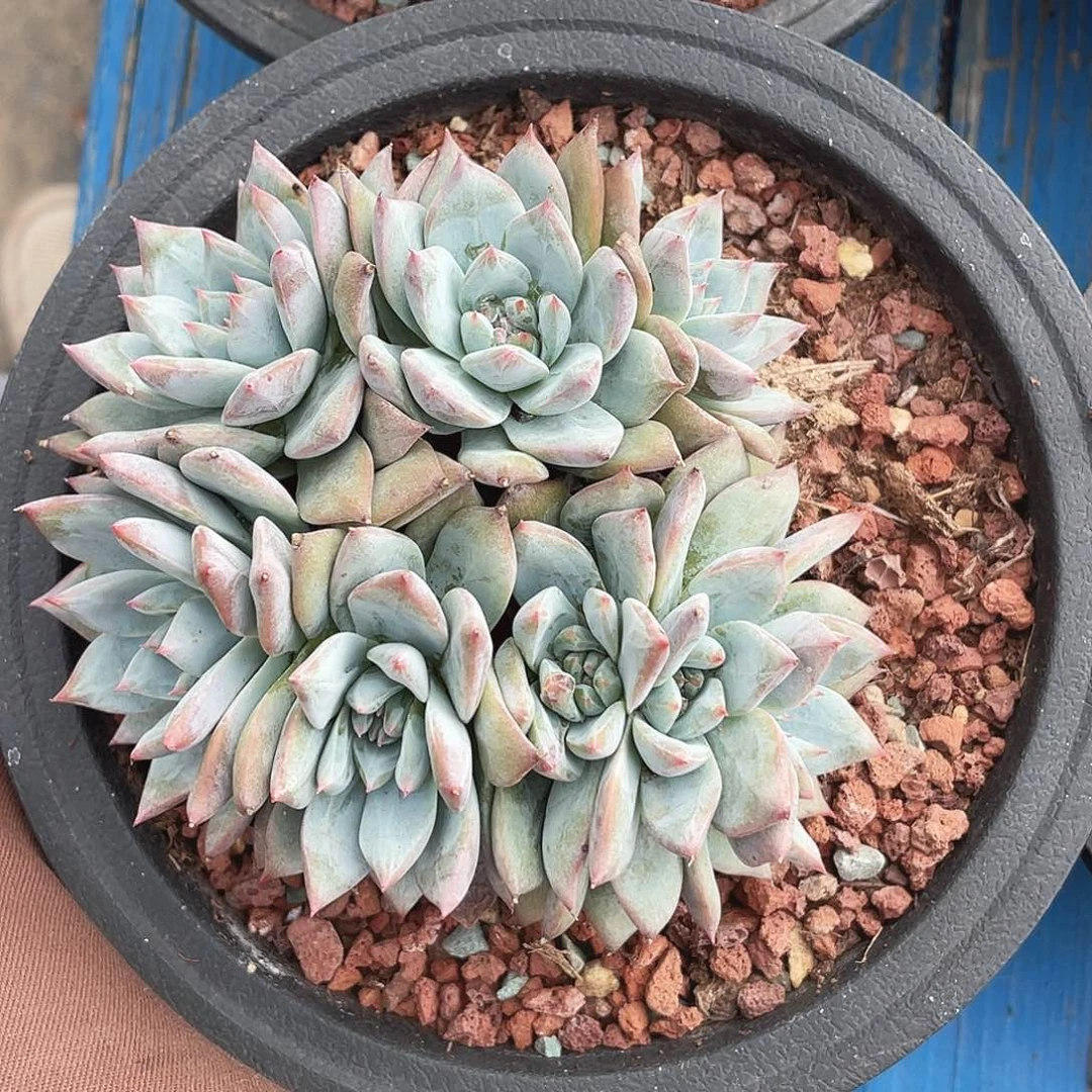 粉蓝鸟缀化朵朵缀八头