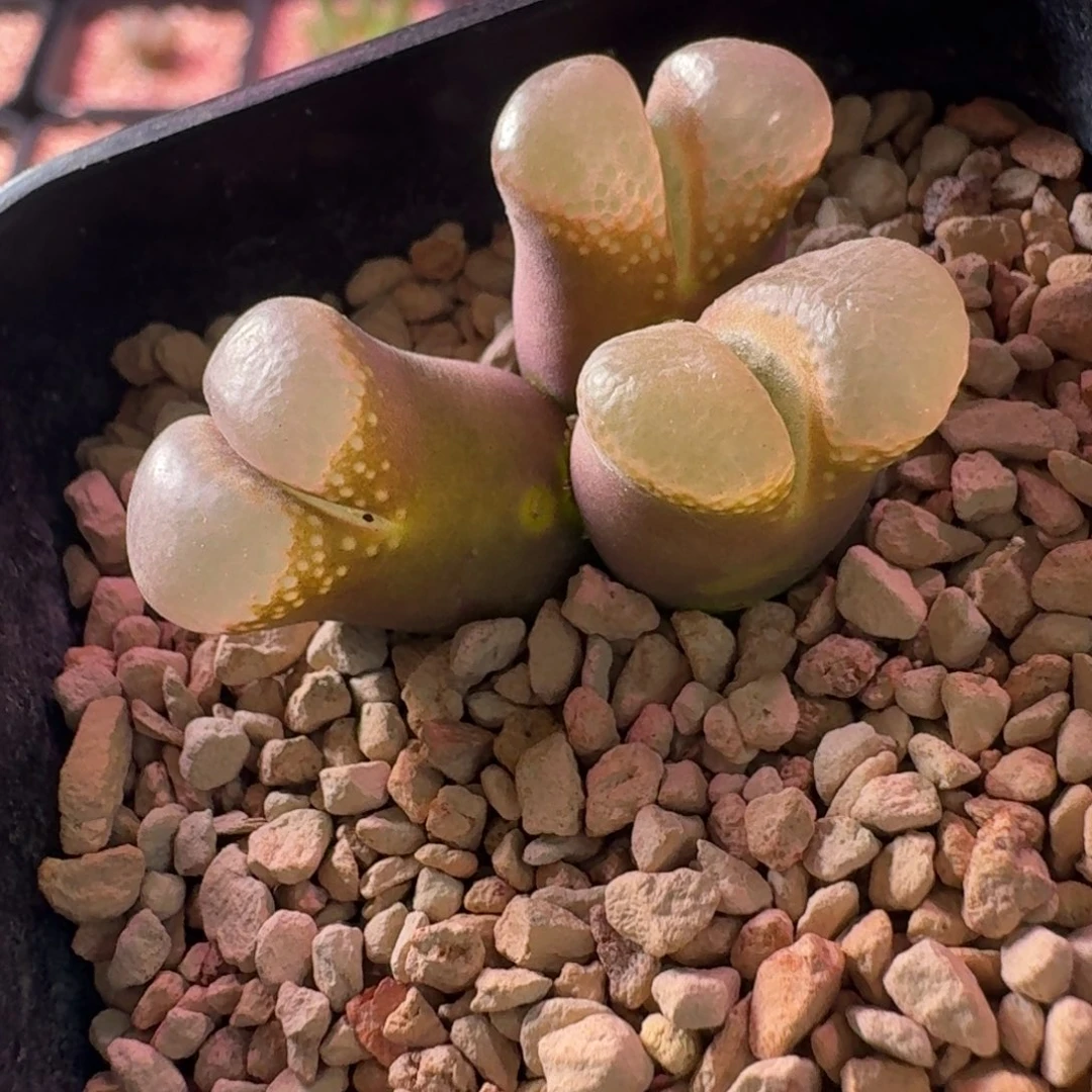 云缦精品番杏28.39 粉黛特选