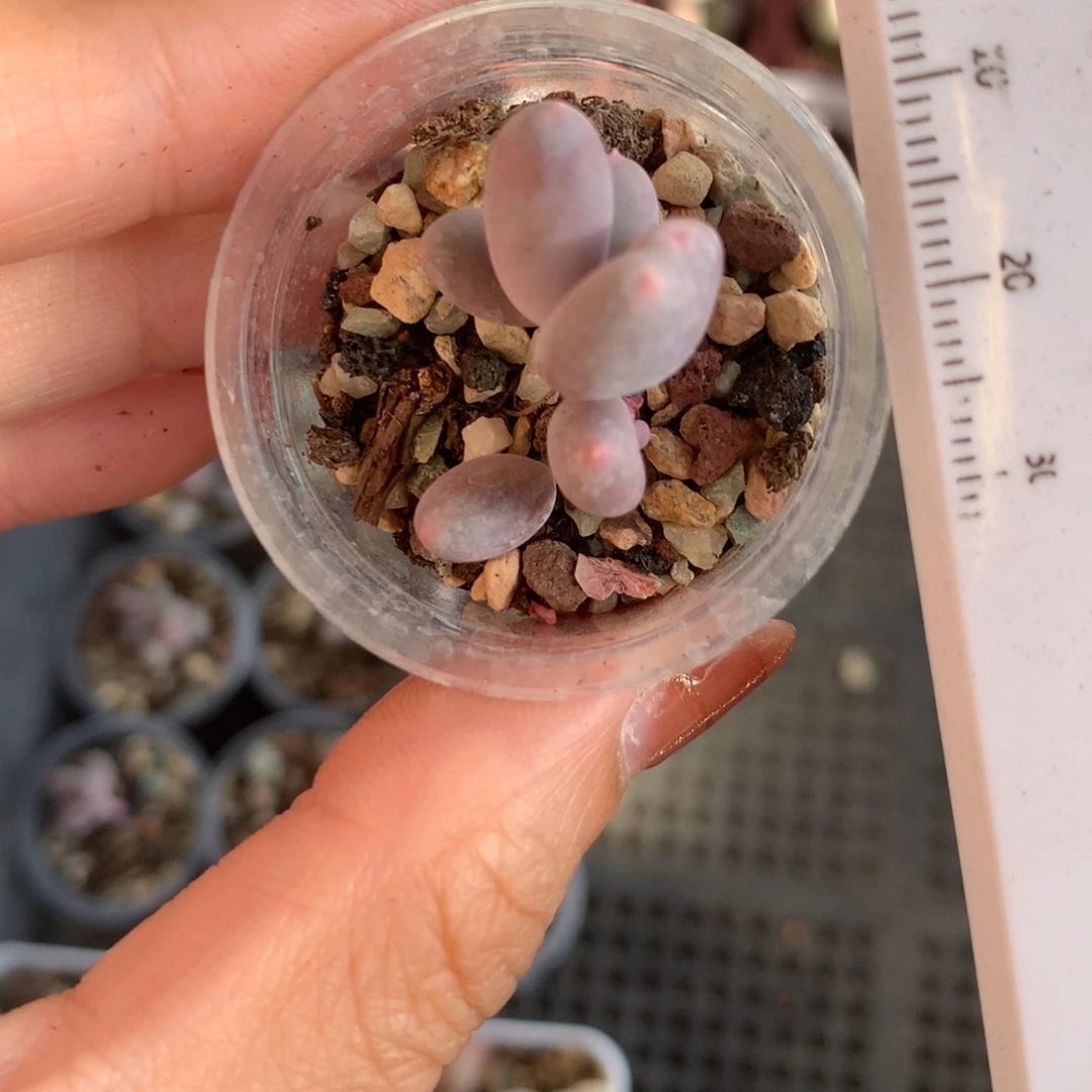 彩虹 不满28发到付，发一片叶，~