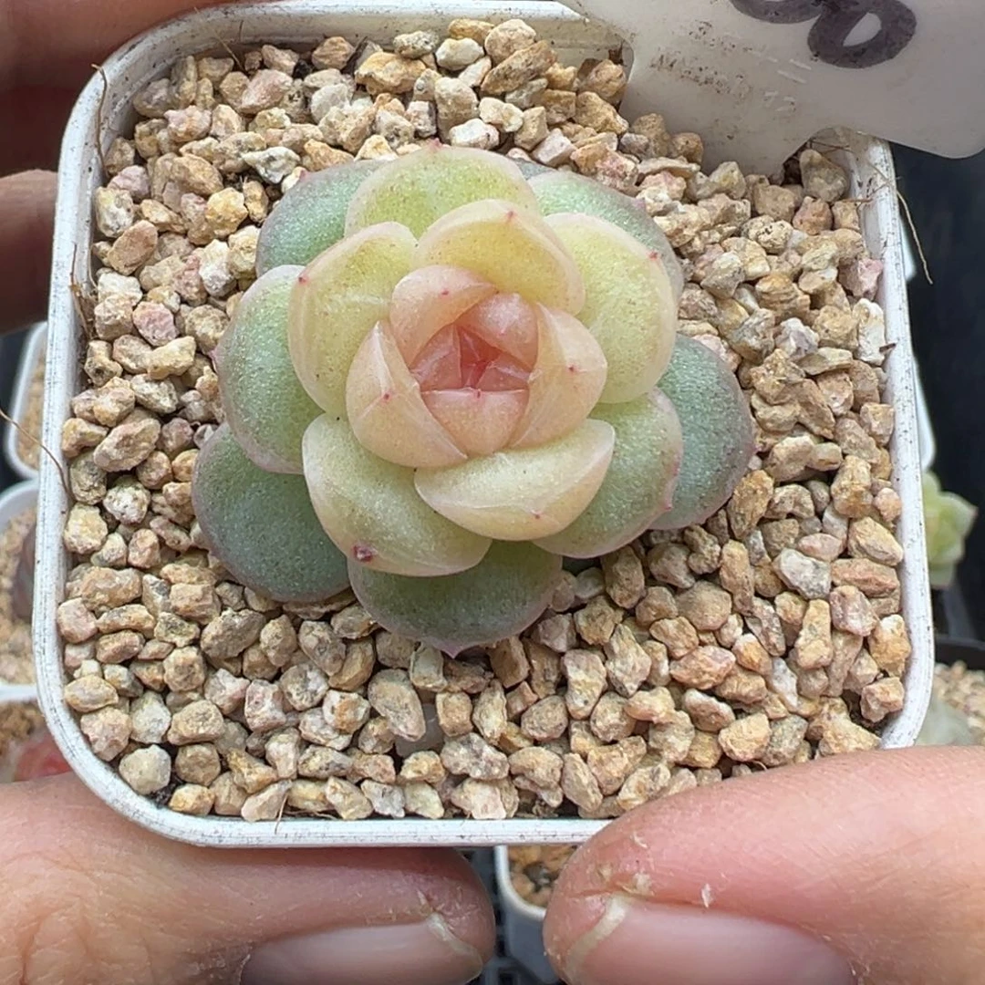 136号仙音风花雪月系列