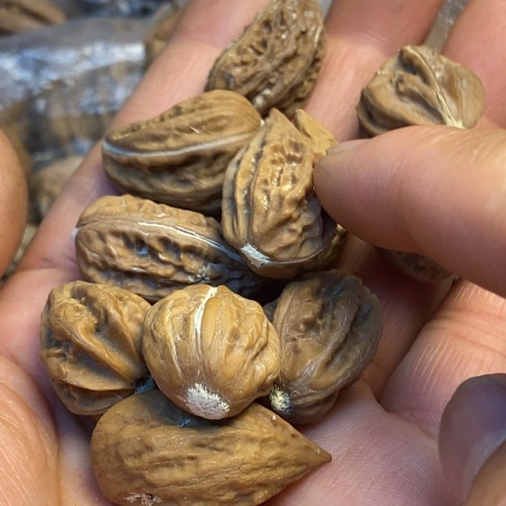 吊坠文玩核桃娜姐135