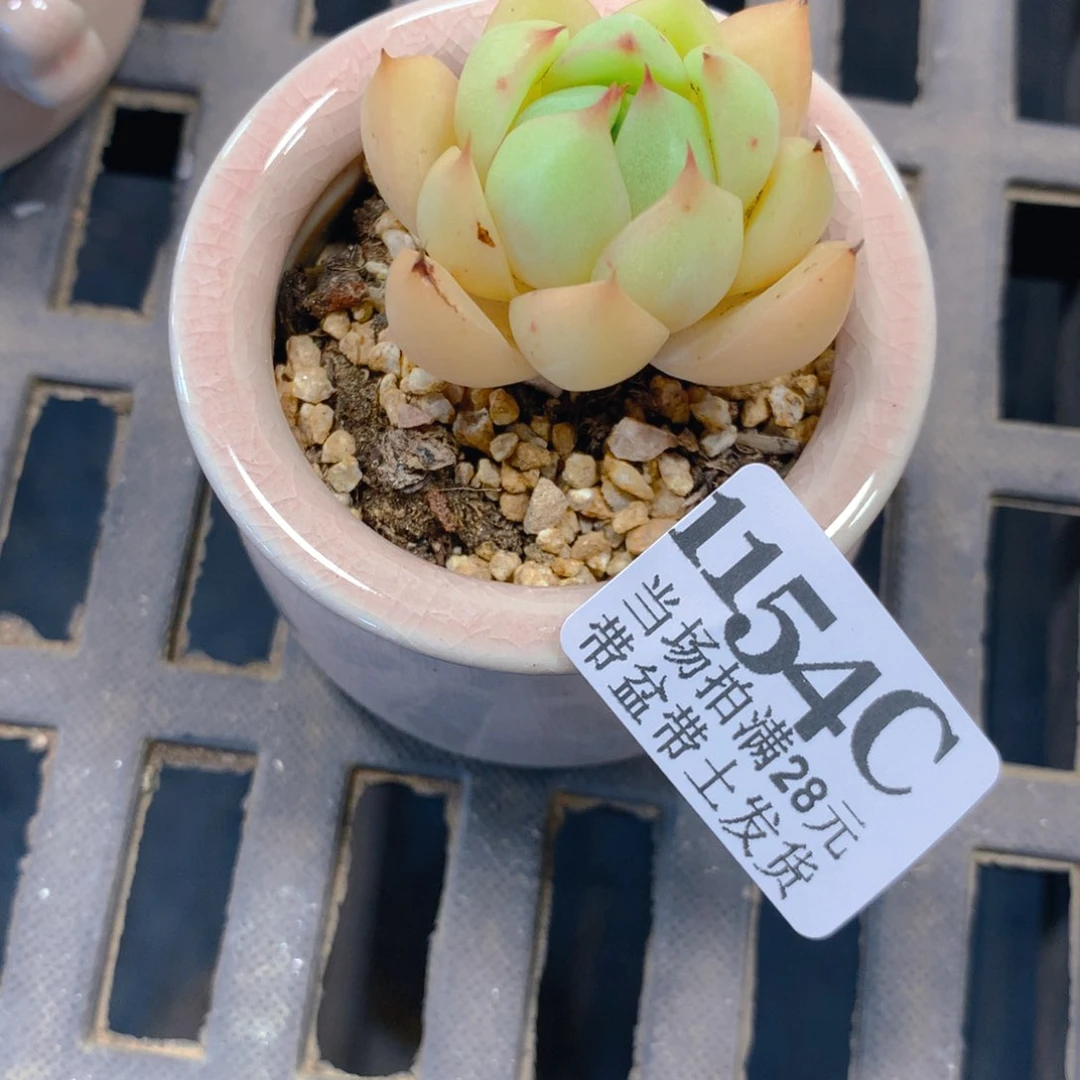 5厘米盆精控多肉1154
