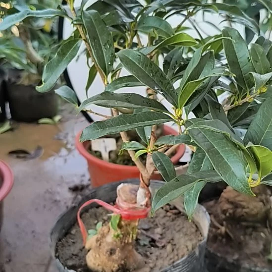 老***庄完全开放老朱砂桂花