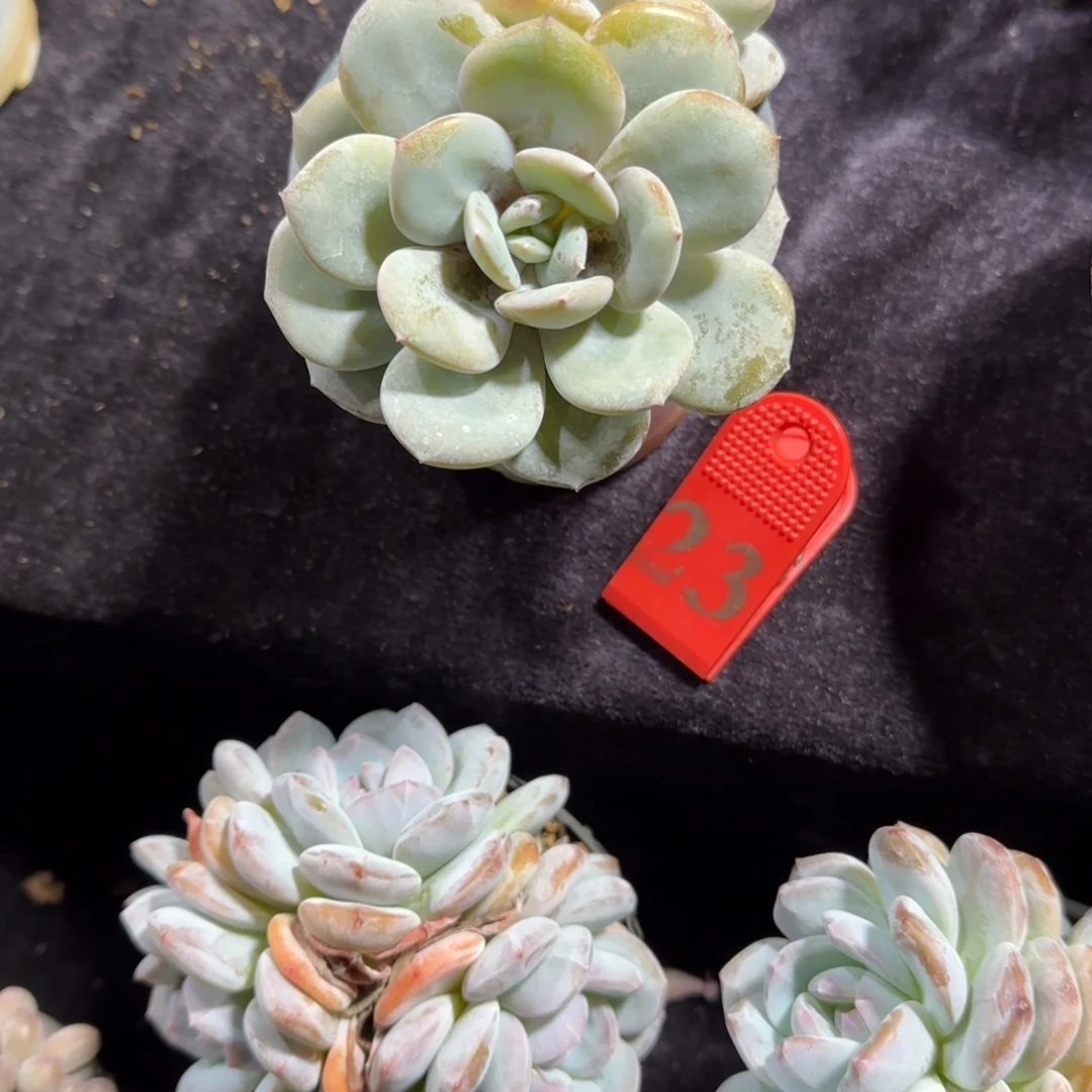 一饿一拍23号奶茶双头