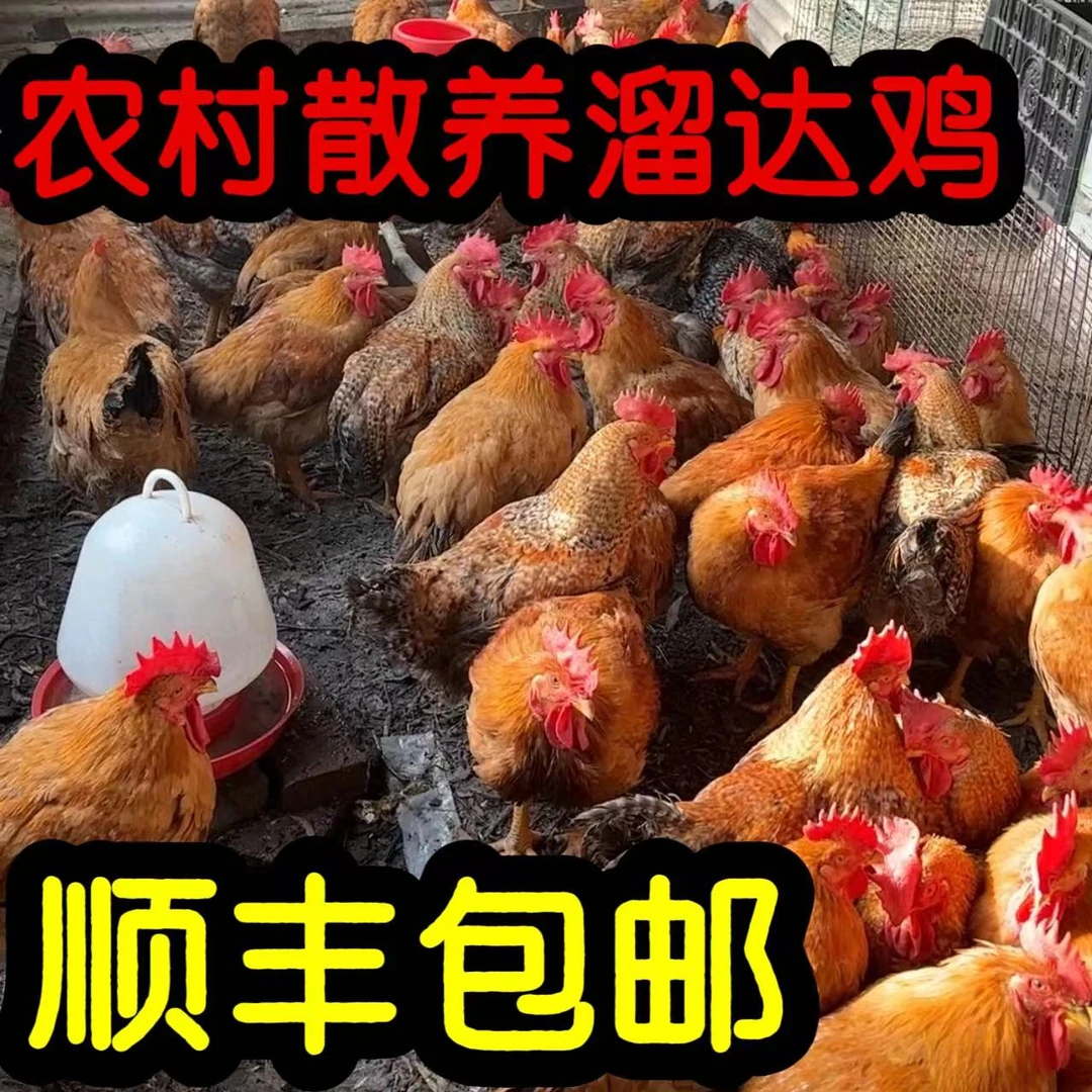 (顺丰包邮）东北散养大公鸡+半斤鸡心+半斤鸡胗