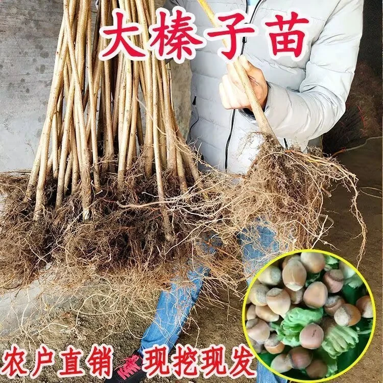 正宗大榛子树苗薄皮平欧大果东北榛子坚果树苗耐寒南北方种植当年