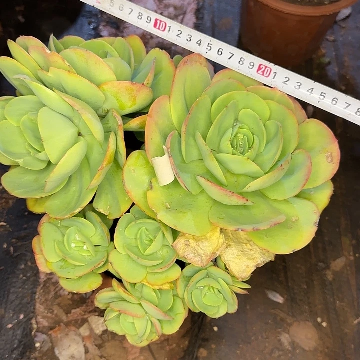 多肉植物一物一拍碧桃639