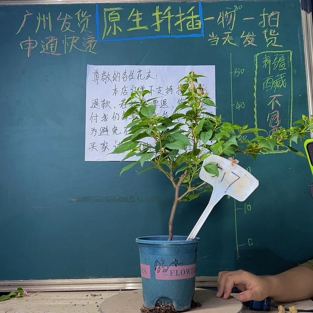 当前无花栽培后可以开花暗斑水晶517