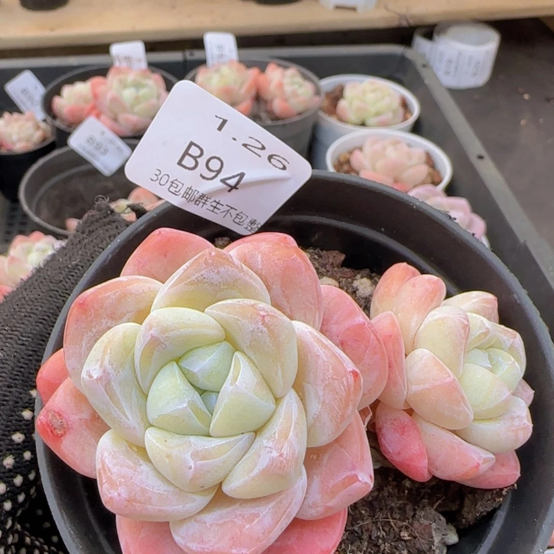 冰玉双头一颗脱土发货